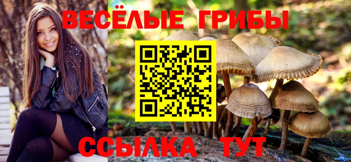 Галлюциногенные грибы Psilocybe Большой Камень